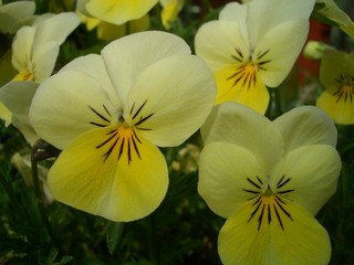Obraz na płótnie Canvas yellow flowers b