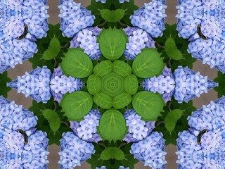 hydrangeas kaleidoscope