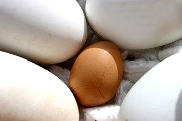 kiwi  versus chicken