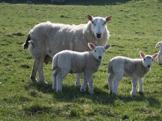 Naklejka na ściany i meble sheep with two lambs