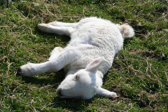 sick lamb