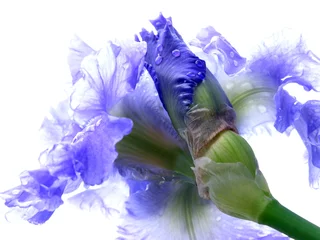 Acrylic prints Iris wet bearded iris