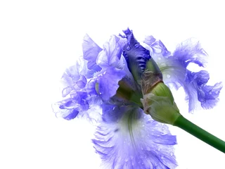 Crédence de cuisine en verre imprimé Iris wet bearded iris 03