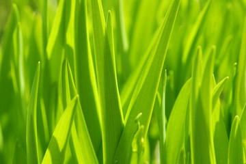 Obraz na płótnie Canvas zielona trawa