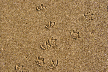 seagulls footprints
