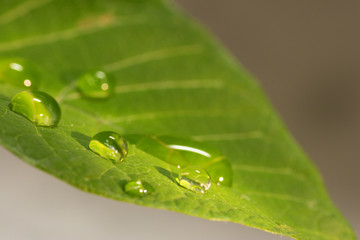 drops on the green leaf
