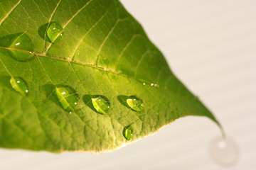 drops on the green leaf
