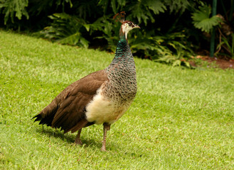 peacock