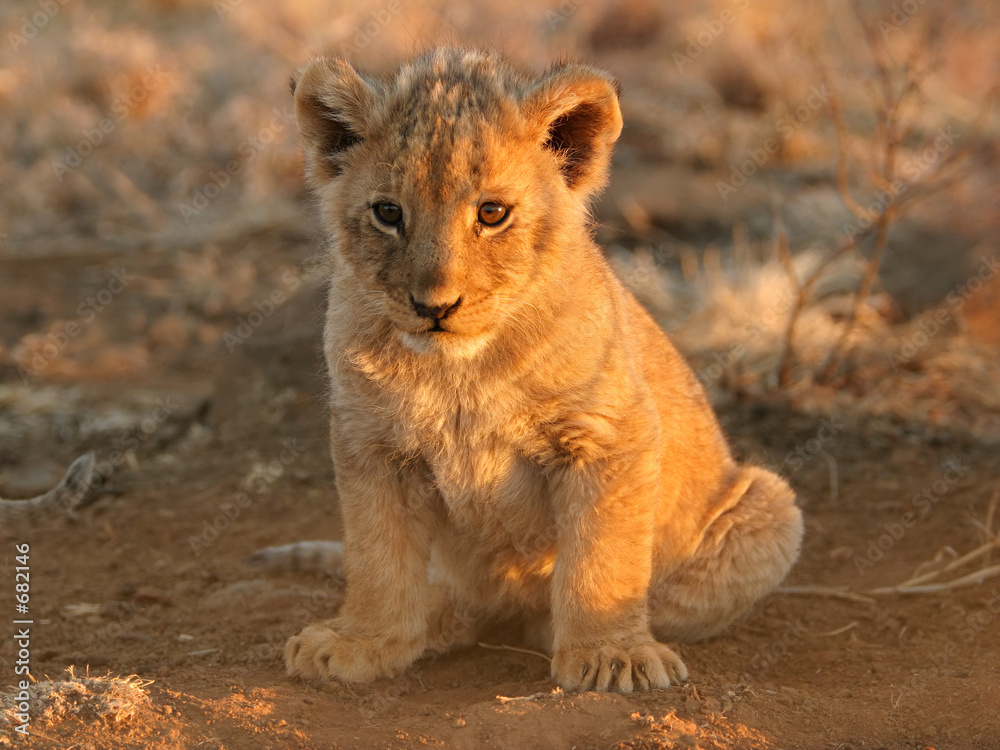 Wall mural lion cub