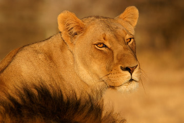 lioness