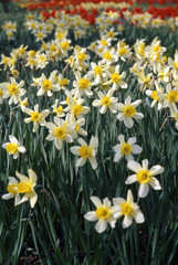 Obraz premium narcissus