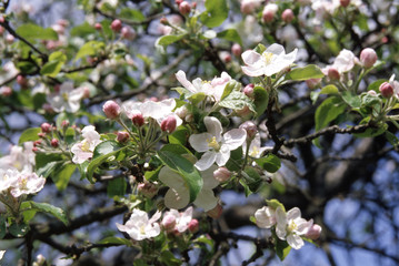 blooming apple-tree