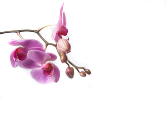 Fototapeta na wymiar orchidea