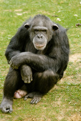 Naklejka premium chimpanze