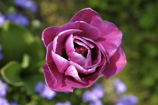 tulipe mauve 2