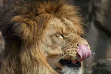 lion and its tongue