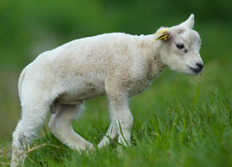 cute lamb  in the field
