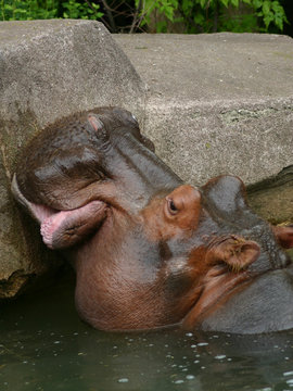 hippo headshot