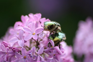 scarabée sur lilas