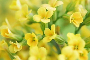 Poster de jardin Fleurs yellow flowers