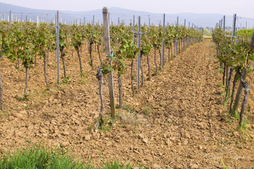 wineyards in spring
