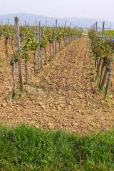 wineyards in spring
