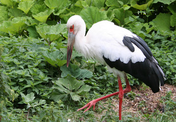 storch
