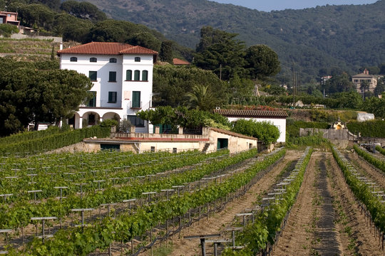vineyard in catalonia, spain