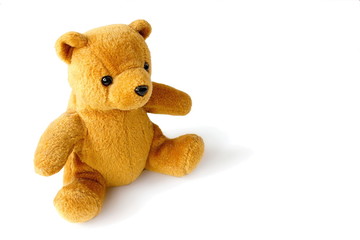 old golden teddy