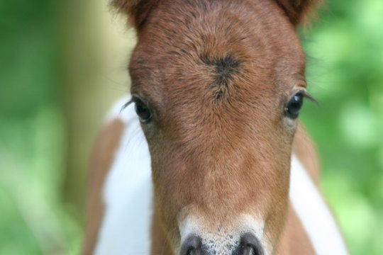 foal