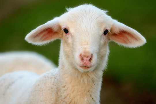 Ewe Bilder – Durchsuchen 101,056 Archivfotos, Vektorgrafiken und Videos ...