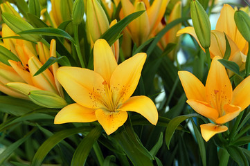 Fototapeta premium yellow lilies