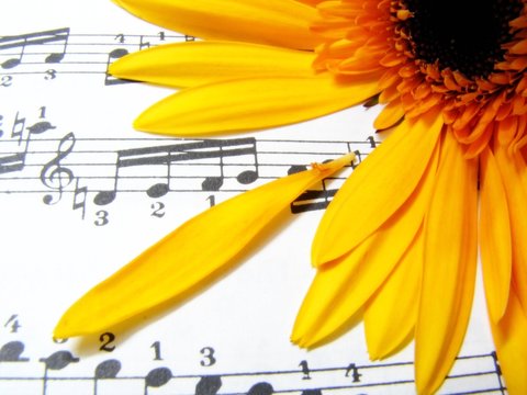 yellow melody