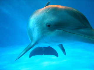 a curious dolphin's gaze