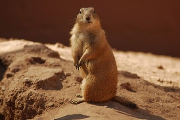 prarie dog