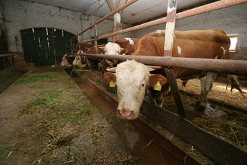 kuhstall