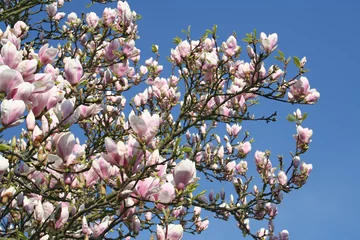 Papier Peint photo Lavable Lilas blühender magnolienzweig