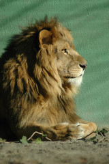 lion