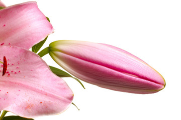 lys rose 3