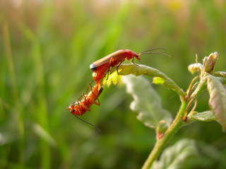 reproduction d'insectes oranges