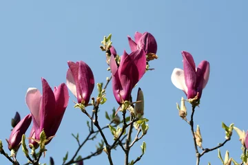 Afwasbaar Fotobehang Magnolia magnolie