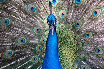 pavo real - Powered by Adobe