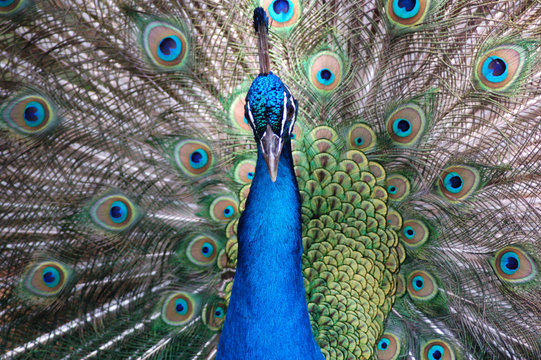 Fototapeta pavo real