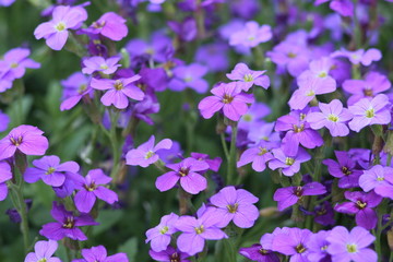 violet field #2