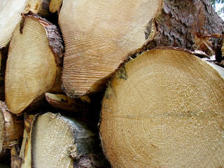 abgeholzte baumstämme