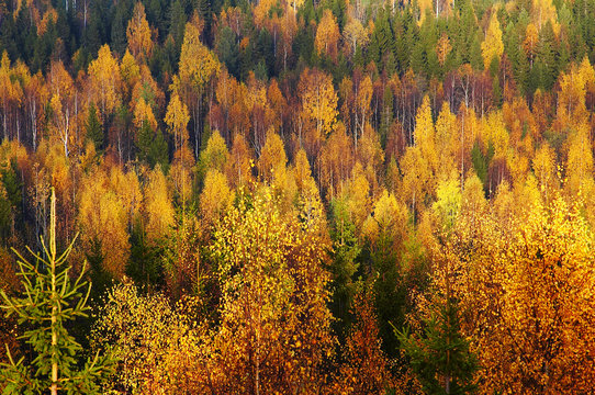 Fototapeta autumn forest