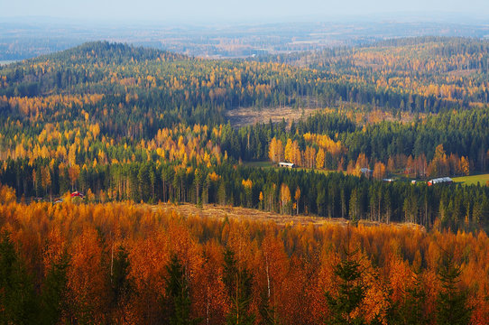 Fototapeta autumn landscape