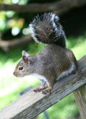 Naklejka na ściany i meble squirrel (focus on head)