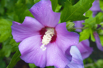 hibiskus © AMZphoto