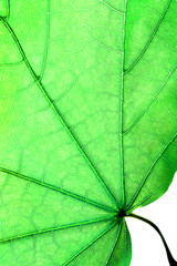 Naklejka na ściany i meble zielony liść